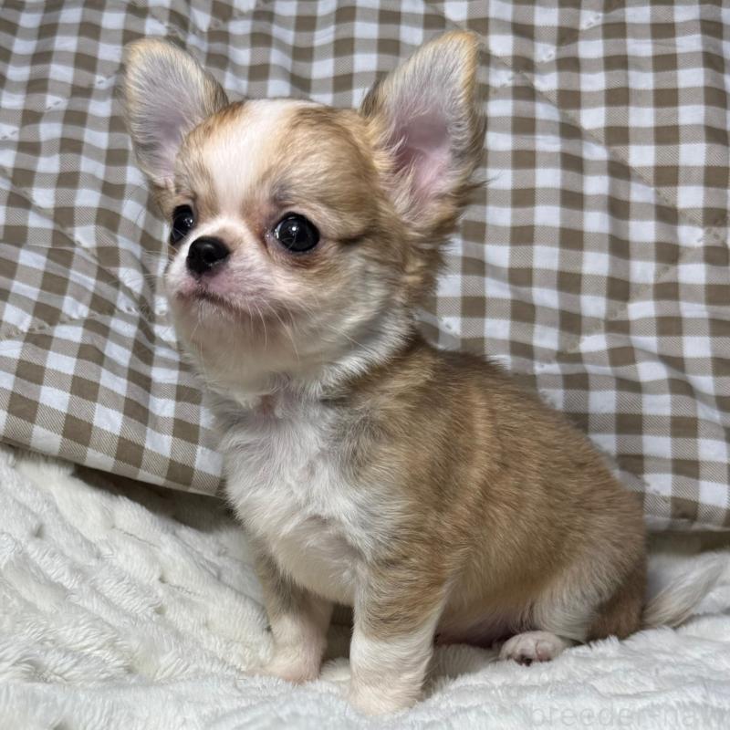 販売中の大阪府のチワワ(ロングコート)-426490の4枚目