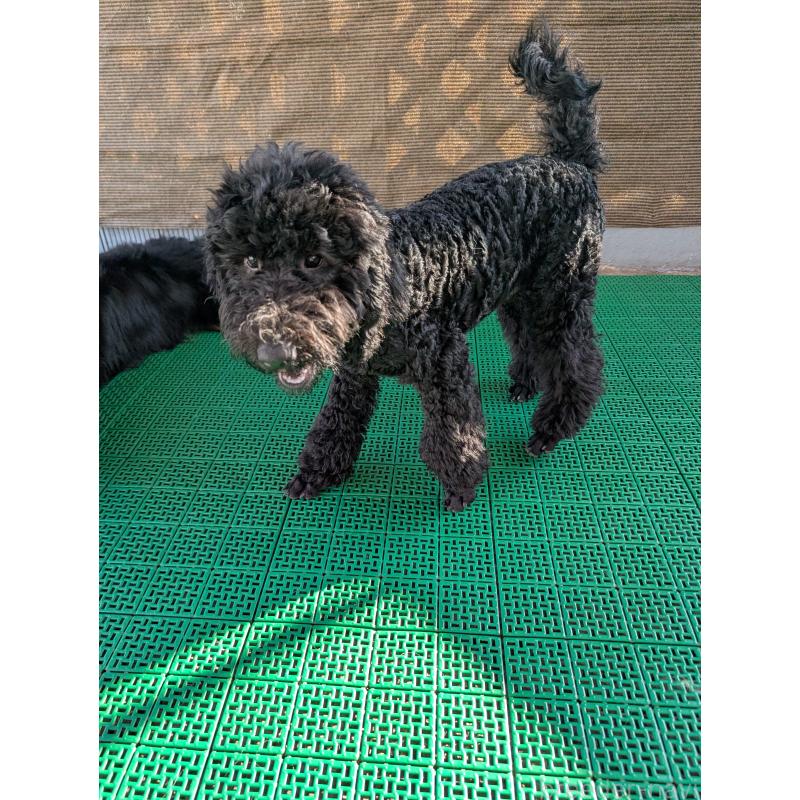 販売中の岡山県のミディアムプードル-407491