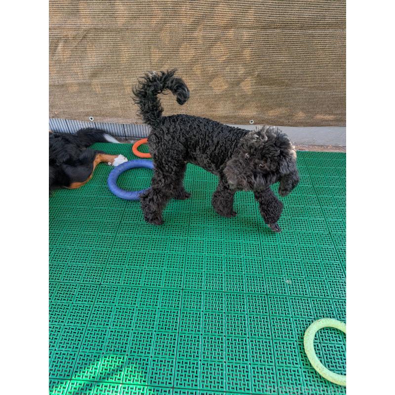 販売中の岡山県のミディアムプードル-407491の5枚目