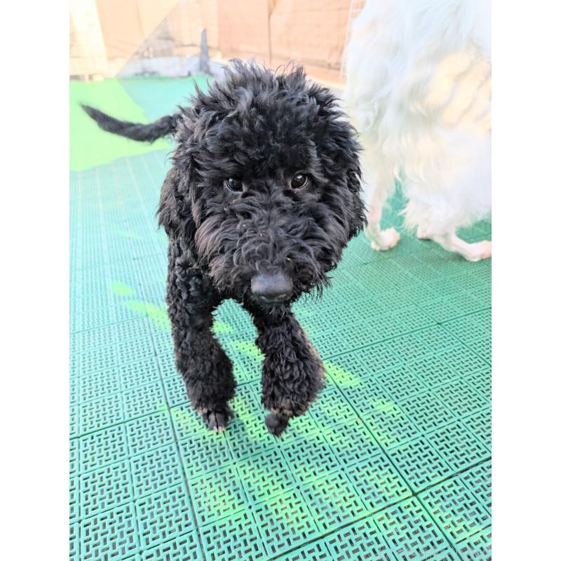 販売中の岡山県のミディアムプードル-407491の4枚目