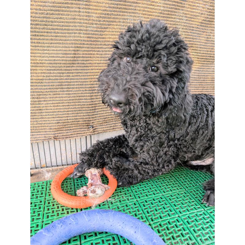 販売中の岡山県のミディアムプードル-407491の3枚目