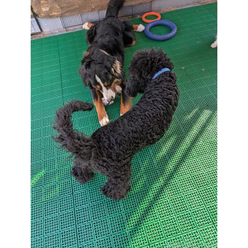 販売中の岡山県のミディアムプードル-407491の2枚目