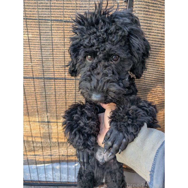 販売中の岡山県のミディアムプードル-407492の1枚目