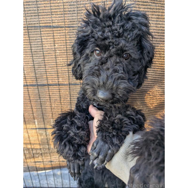 販売中の岡山県のミディアムプードル-407492の6枚目