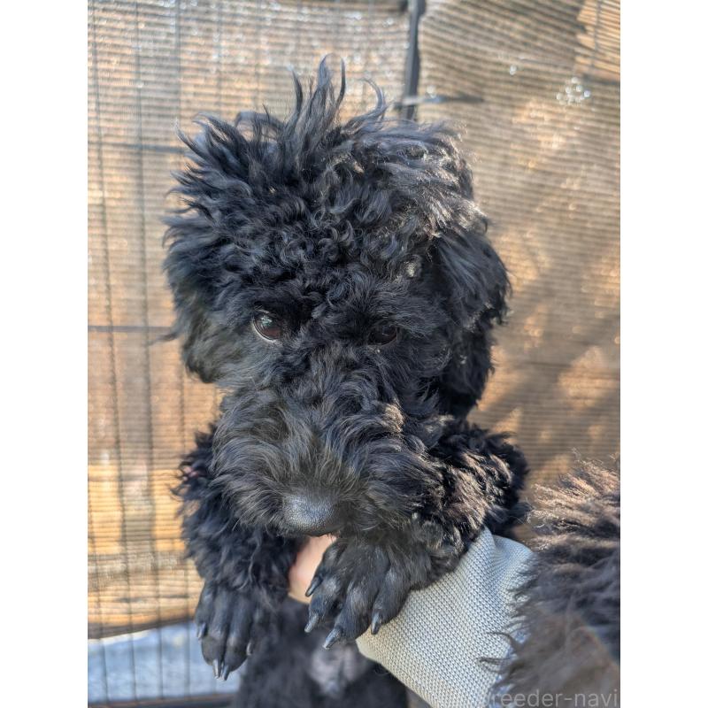 販売中の岡山県のミディアムプードル-407492の5枚目