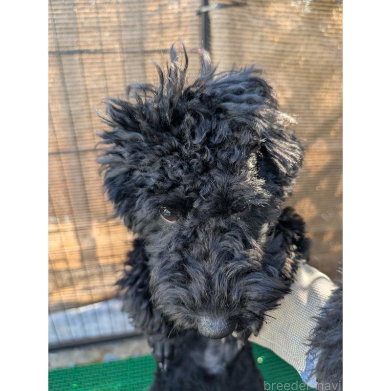 販売中の岡山県のミディアムプードル-407492の4枚目