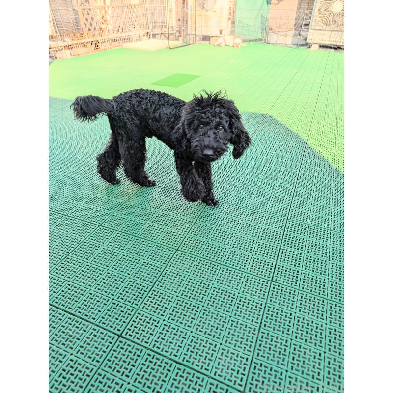 販売中の岡山県のミディアムプードル-407492の3枚目