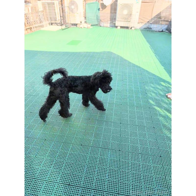 販売中の岡山県のミディアムプードル-407492の2枚目