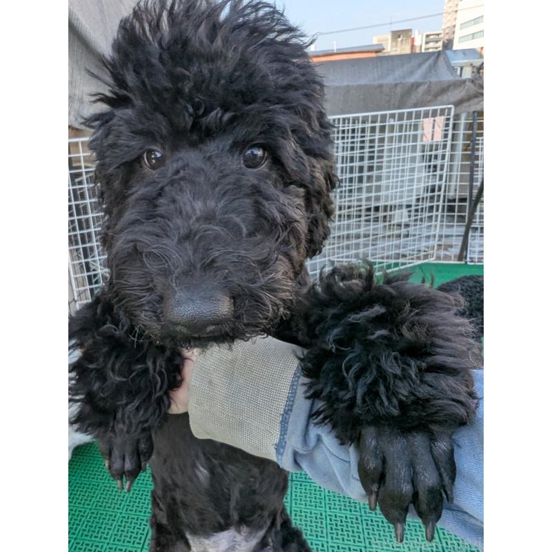 販売中の岡山県のミディアムプードル-407490