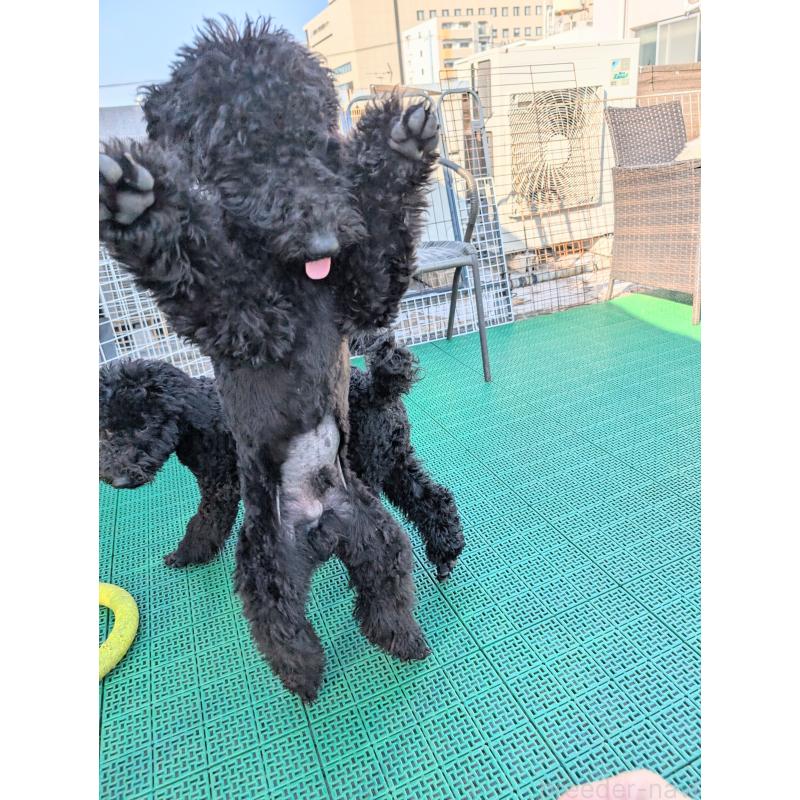 販売中の岡山県のミディアムプードル-407490の4枚目