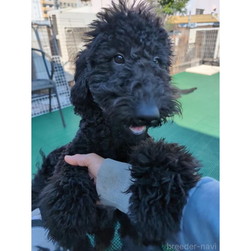 販売中の岡山県のミディアムプードル-407490の3枚目