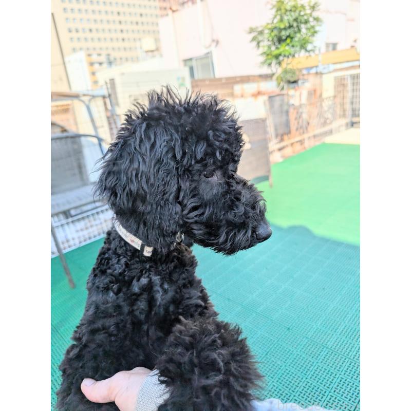 販売中の岡山県のミディアムプードル-407490の2枚目