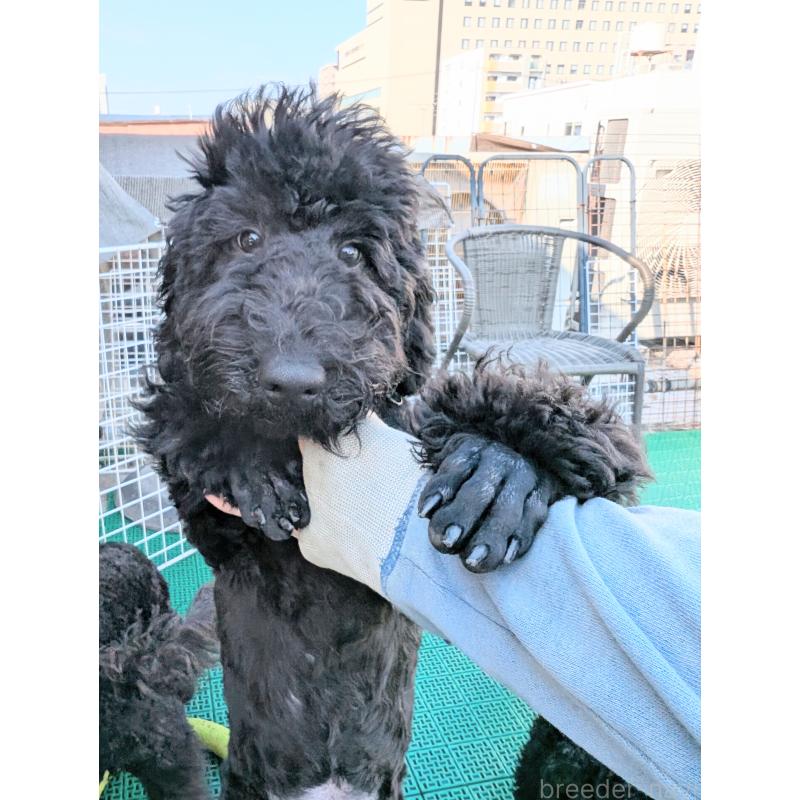 販売中の岡山県のミディアムプードル-407489の1枚目