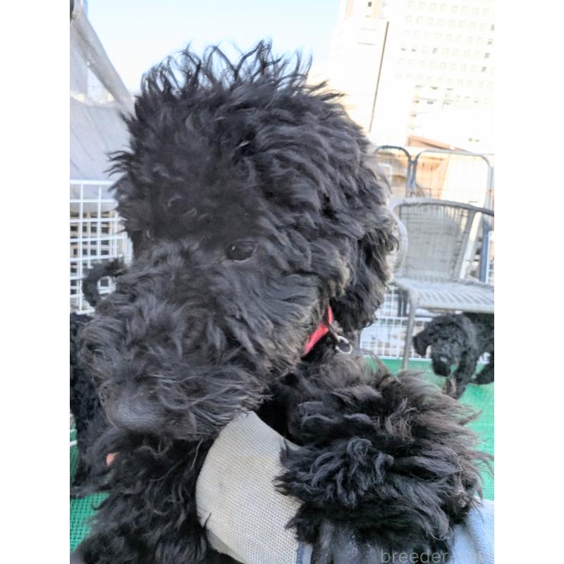 販売中の岡山県のミディアムプードル-407489の4枚目