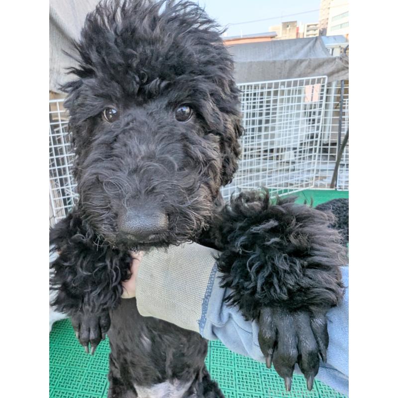 販売中の岡山県のミディアムプードル-407489の3枚目