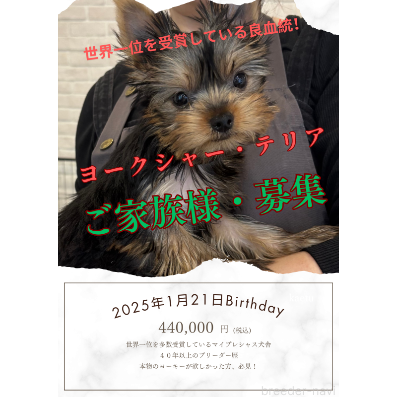 販売中の東京都のヨークシャーテリア-425168の5枚目