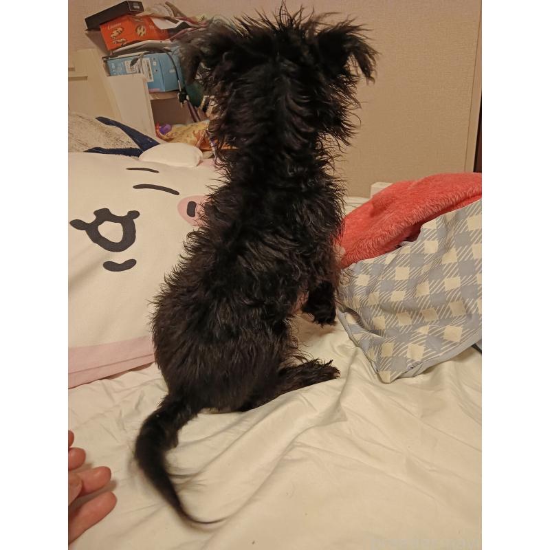 成約済の青森県のその他の犬種-424908の5枚目