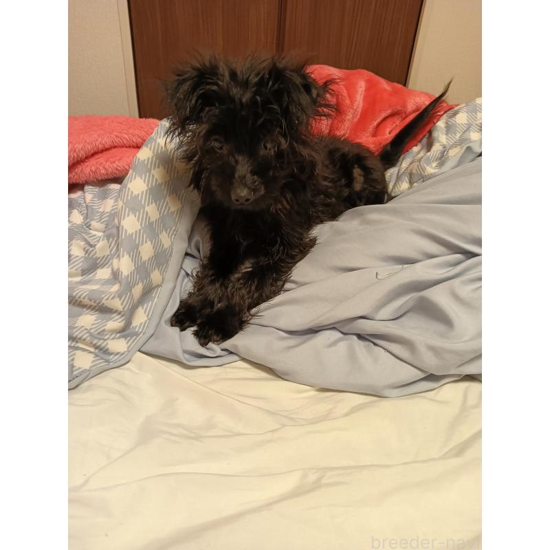 成約済の青森県のその他の犬種-424908の3枚目