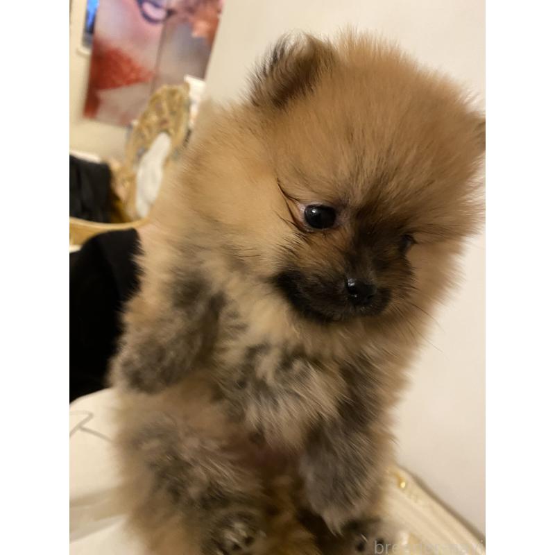 販売中の千葉県のポメラニアン-426654の3枚目