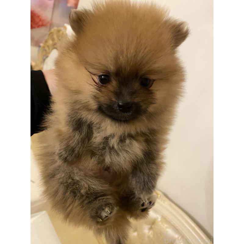 販売中の千葉県のポメラニアン-426654の2枚目