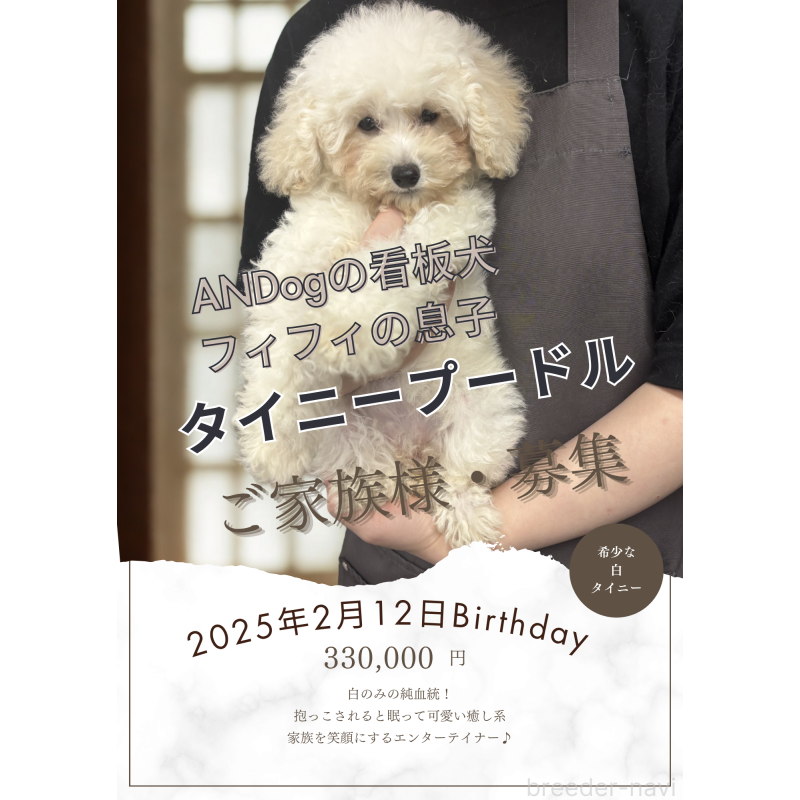 販売中の東京都のタイニープードル-397995の2枚目