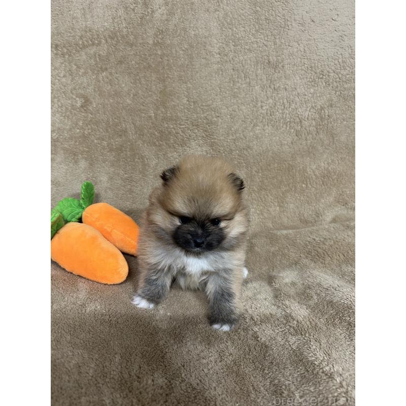 販売中の千葉県のポメラニアン-426655の2枚目