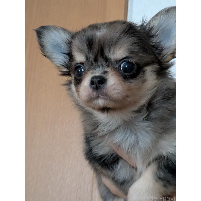 販売中の埼玉県のチワワ(ロングコート)-426656の1枚目