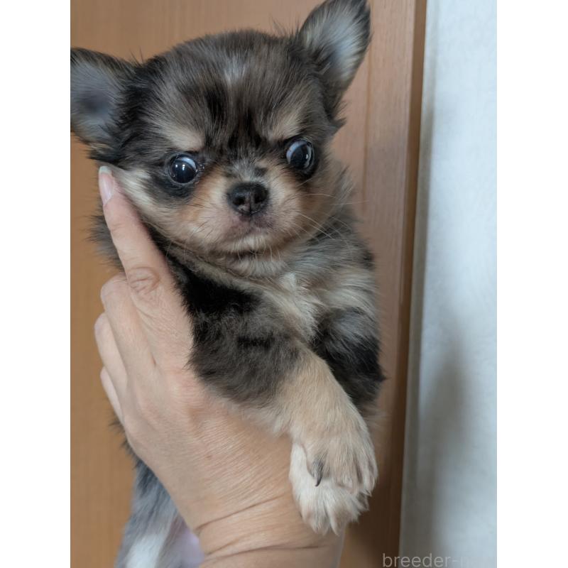 販売中の埼玉県のチワワ(ロングコート)-426656の3枚目