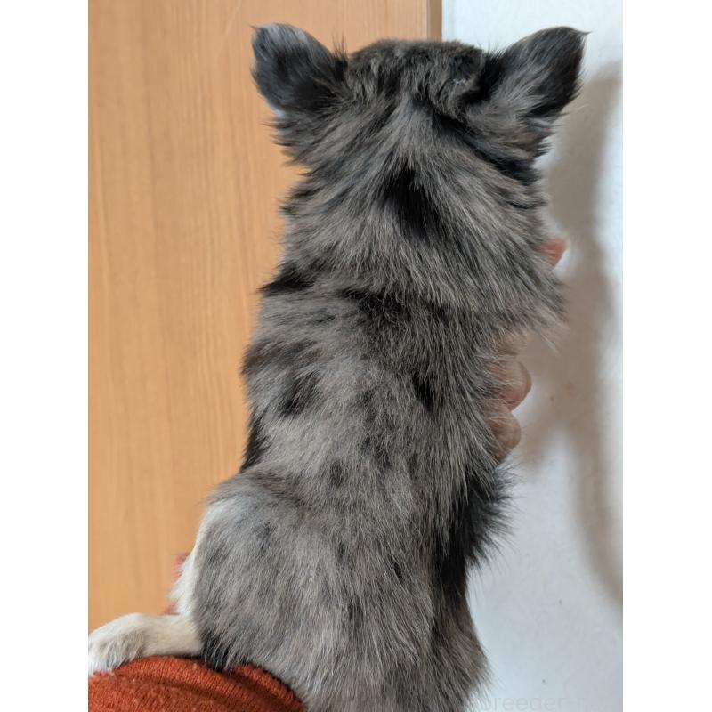 販売中の埼玉県のチワワ(ロングコート)-426656の2枚目