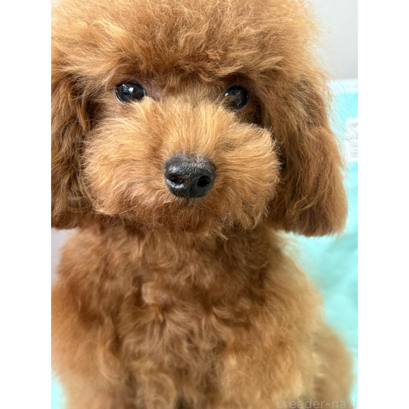 販売中の福岡県のタイニープードル-377537の2枚目