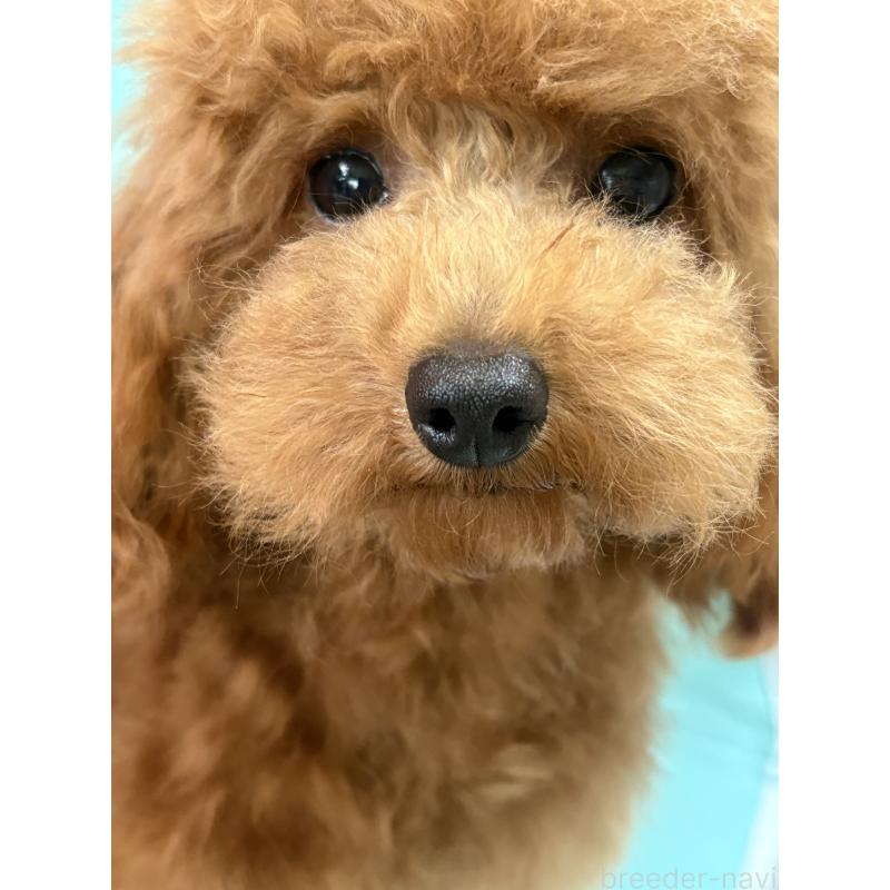 販売中の福岡県のタイニープードル-377536の2枚目