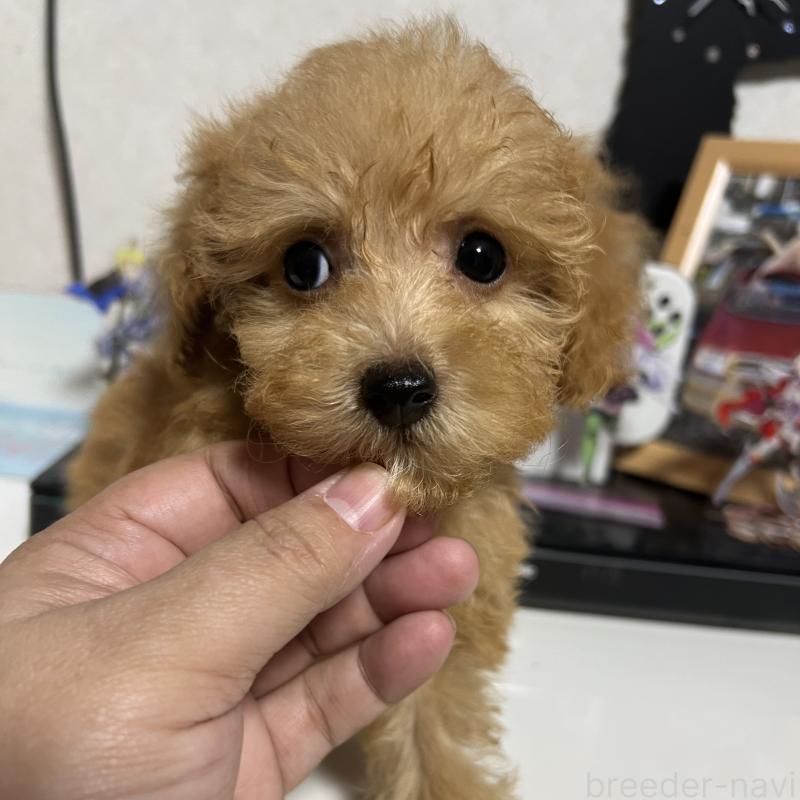 成約済の茨城県のトイプードル-426669の1枚目