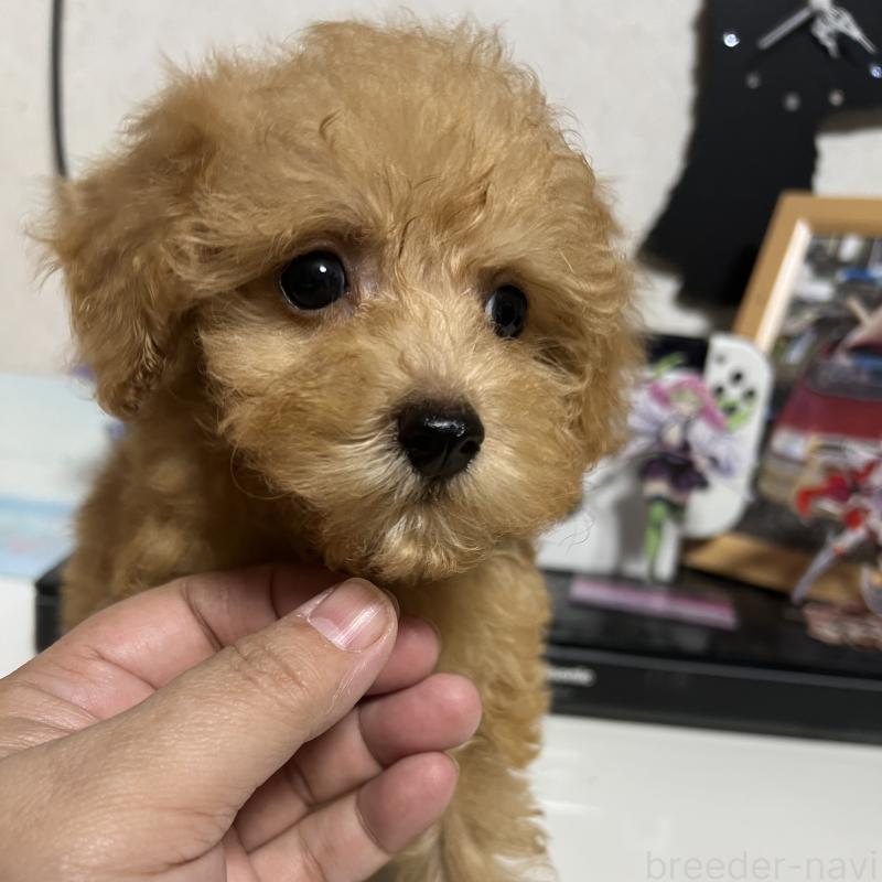 成約済の茨城県のトイプードル-426669の7枚目