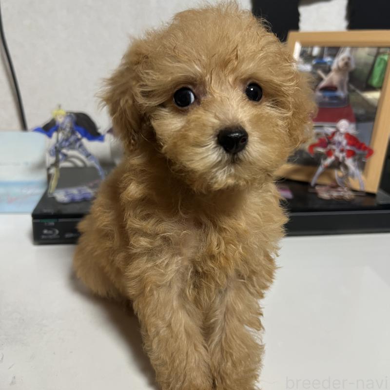 成約済の茨城県のトイプードル-426669の6枚目