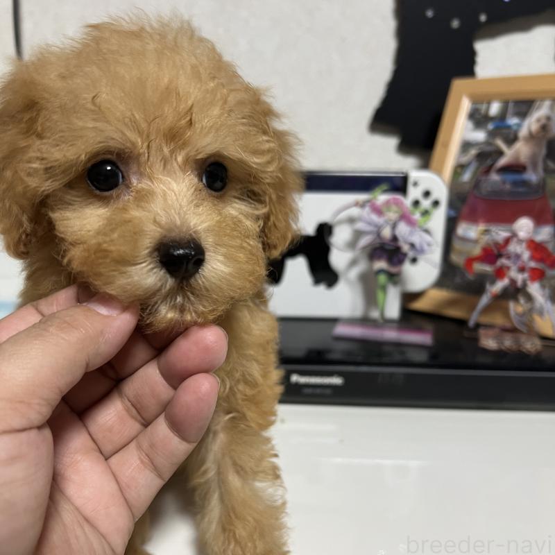 成約済の茨城県のトイプードル-426669の5枚目