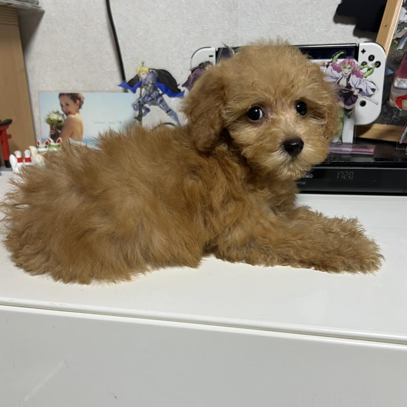 成約済の茨城県のトイプードル-426669の4枚目