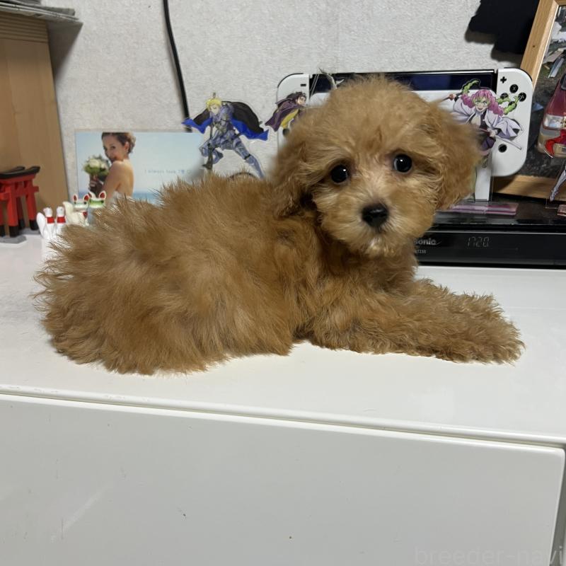 成約済の茨城県のトイプードル-426669の3枚目