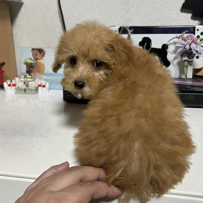 成約済の茨城県のトイプードル-426669の2枚目