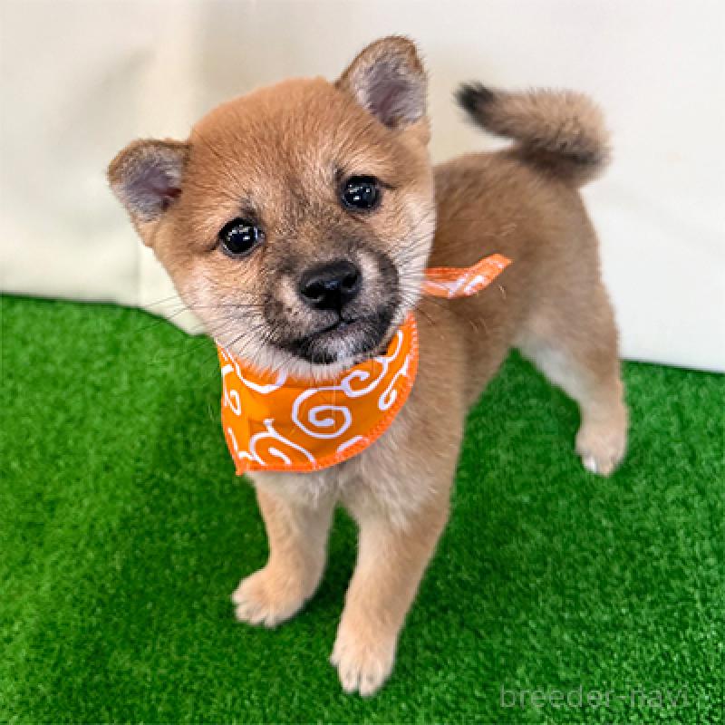 販売中の神奈川県の豆柴-426493の4枚目