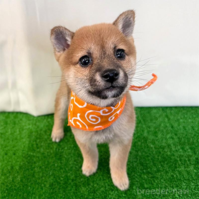 販売中の神奈川県の豆柴-426493