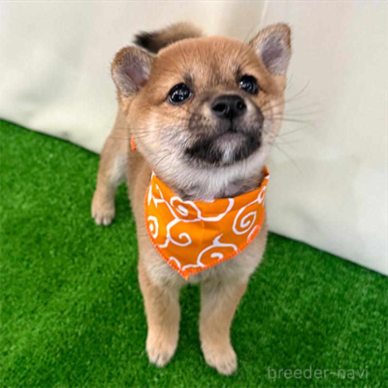 販売中の神奈川県の豆柴-426493の3枚目