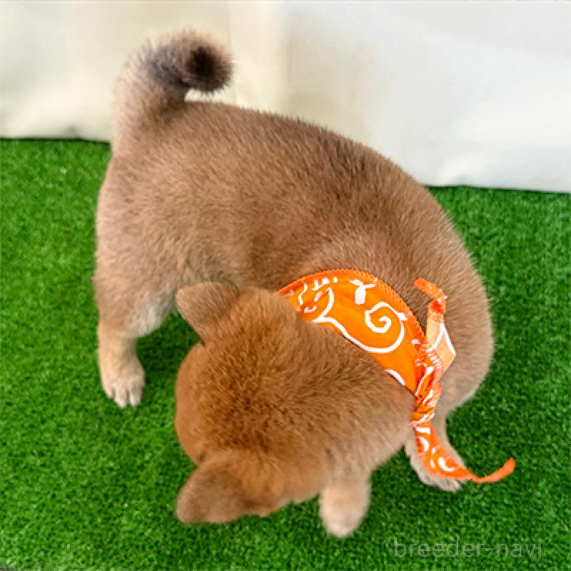 販売中の神奈川県の豆柴-426493の2枚目