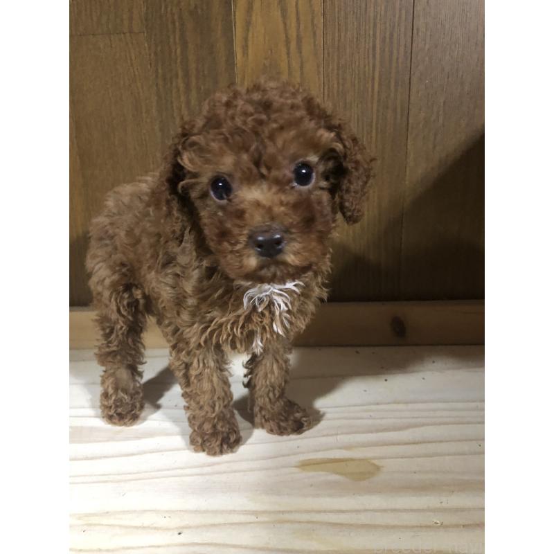 販売中の兵庫県のトイプードル-425599