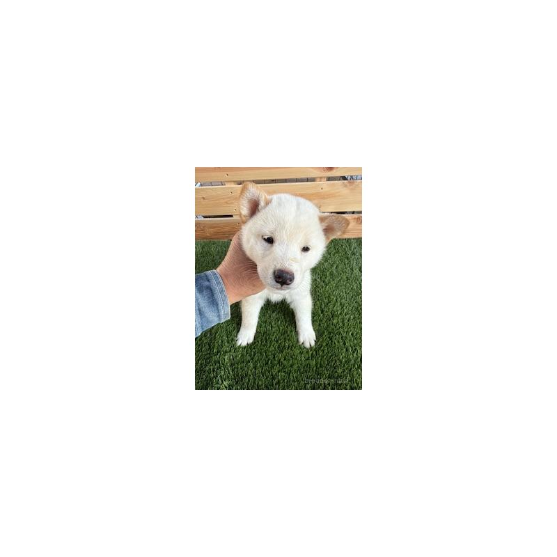 販売中の広島県の柴犬-426670の4枚目