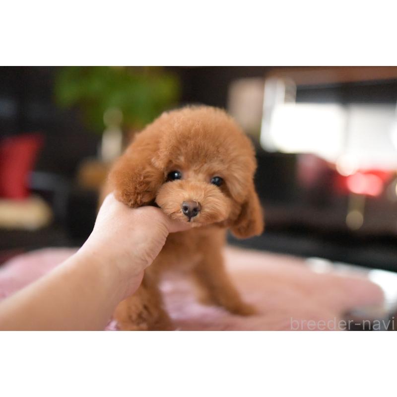 販売中の茨城県のトイプードル-417870の6枚目