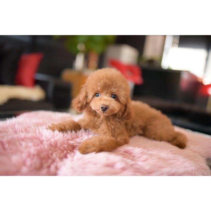 販売中の茨城県のトイプードル-417870の5枚目