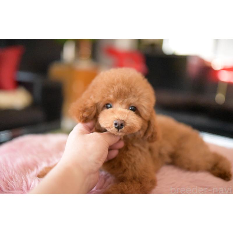 販売中の茨城県のトイプードル-417870の4枚目