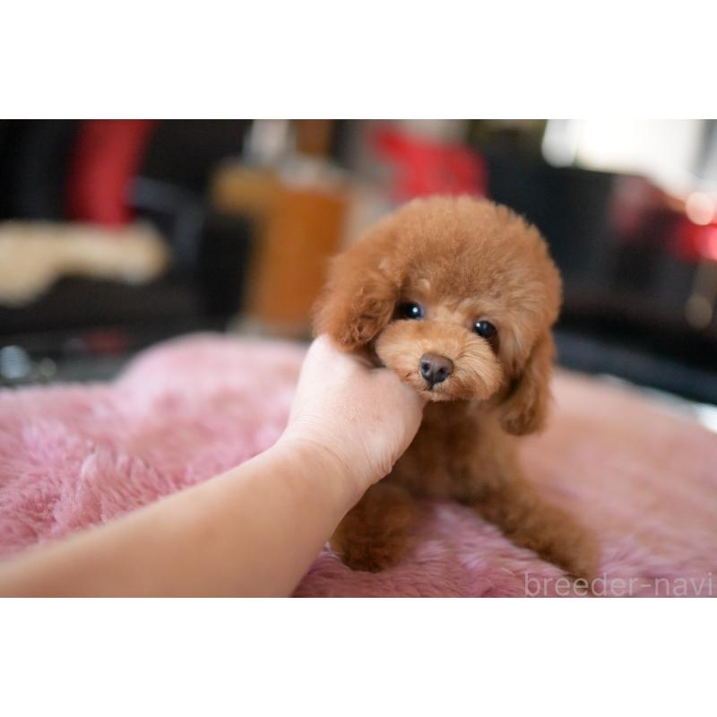 販売中の茨城県のトイプードル-417870の3枚目