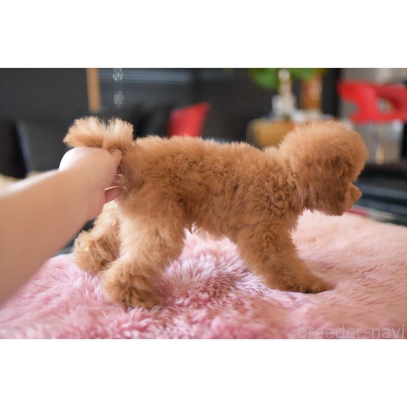 販売中の茨城県のトイプードル-417870の2枚目