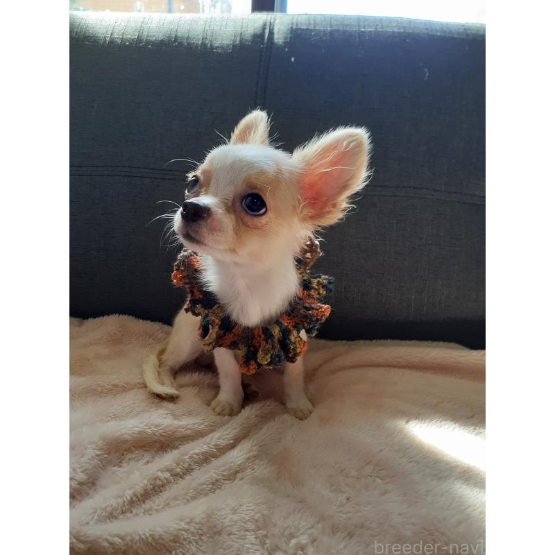 販売中の熊本県のチワワ(ロングコート)-418356の4枚目